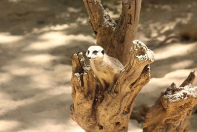 Close-up of a bird