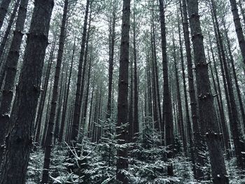 Low angle view of bamboo trees in forest