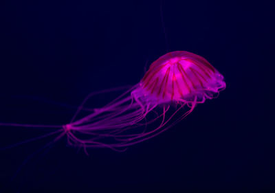 Close-up of jellyfish swimming in sea