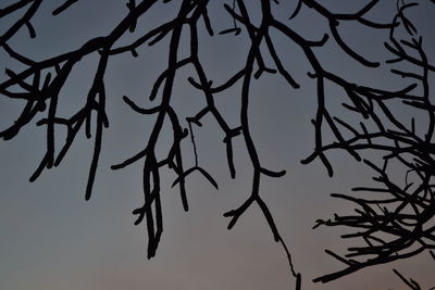 Low angle view of branches against sky