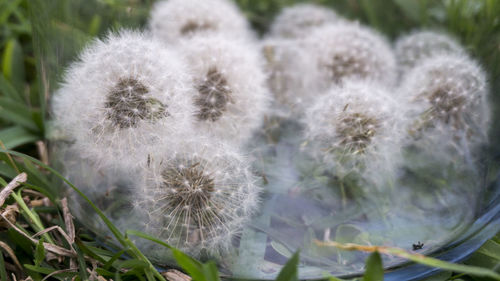 Close-up of dandelion