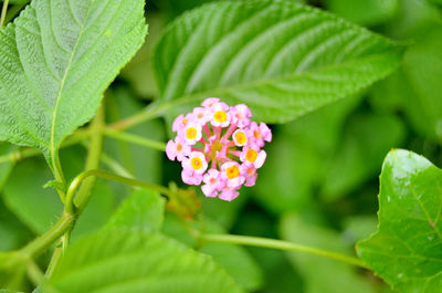 Close-up of flowers