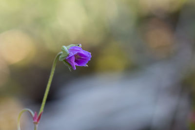 Close-up of pink flower