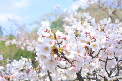 Close-up of white cherry blossom tree