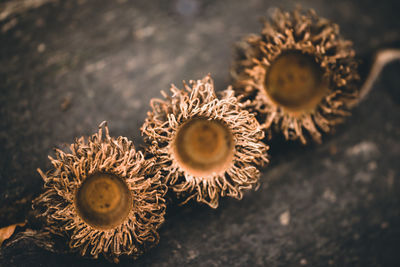 High angle view of dried plant