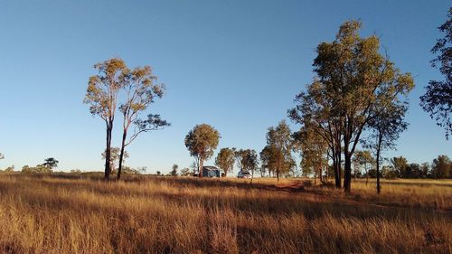 Trees on field against clear sky