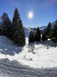 Pine trees on snow covered field against sky