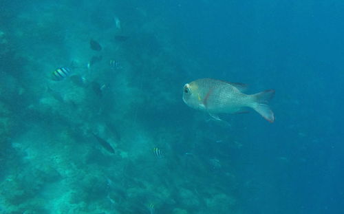 Fish swimming in sea