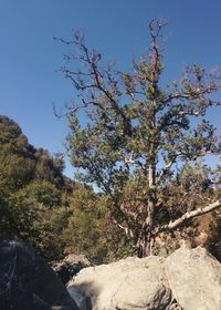 Low angle view of trees against clear blue sky