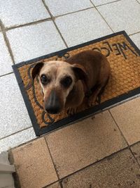 Portrait of dog lying on tiled floor