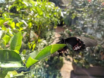 Close-up of butterfly on leaf