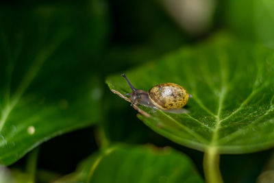 Close-up of insect on plant