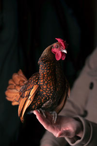 Close-up of a hand holding a bird