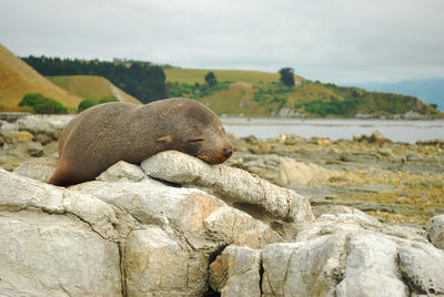 View of seal sleepin on the rock by the shore in south island of new zealand