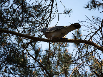 Low angle view of bird perching on tree