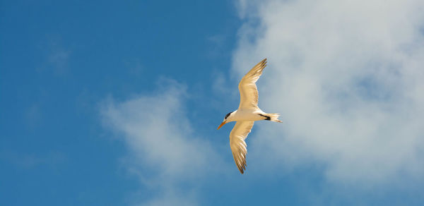 Low angle view of seagull flying in sky