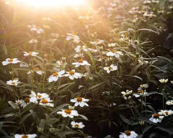 Close-up of white flowering plants on field