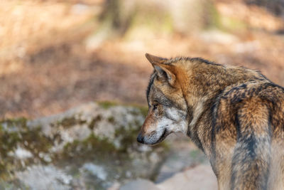 Close-up of fox