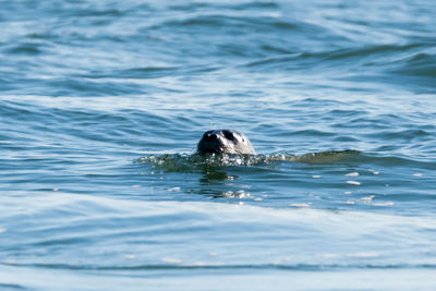 Turtle swimming in sea