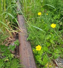 Close-up of yellow flower on field