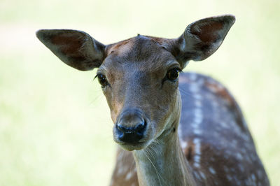 Portrait of fawn