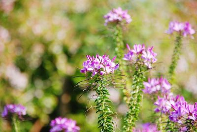 Close-up of pink flowers blooming outdoors