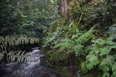 Stream amidst trees in forest