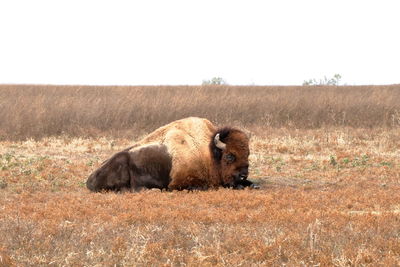 American bison