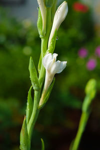 Close-up of flower growing outdoors