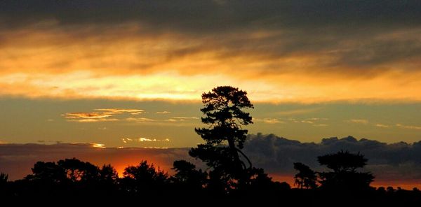 Silhouette of trees at sunset