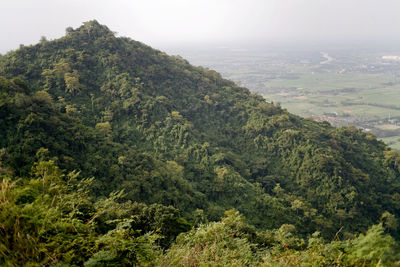 High angle view of trees in forest