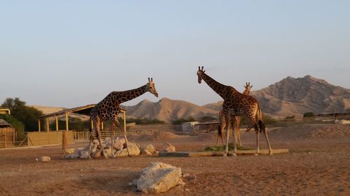 Giraffes on field against sky