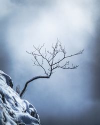 Low angle view of bare tree against sky
