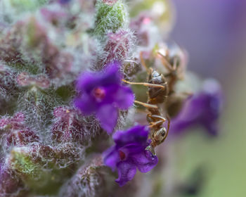 Close-up of purple flowers