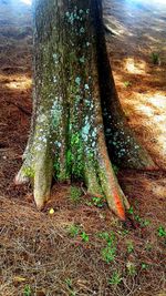 Close-up of tree trunk