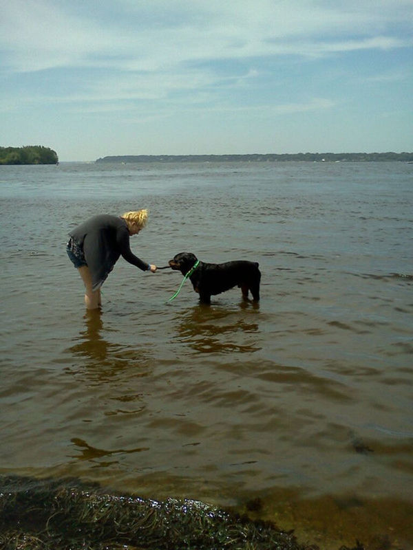 water, animal themes, sea, animals in the wild, bird, wildlife, one animal, sky, nature, rippled, swimming, mammal, beauty in nature, waterfront, tranquility, horizon over water, tranquil scene, lake, dog, scenics