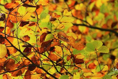 Close-up of yellow leaves on plant