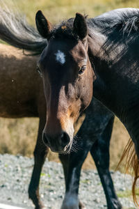 Close-up of a horse on field