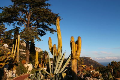 Low angle view of fresh cactus plants against clear sky