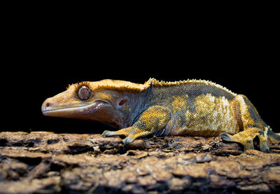 Close-up of lizard on rock