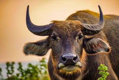 Close-up portrait of a horse