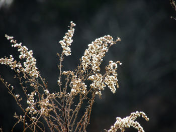 Close-up of frozen flower tree during winter