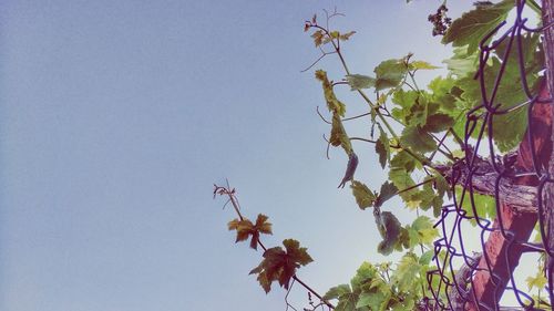 Low angle view of flower tree against clear sky