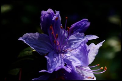 Close-up of flower blooming outdoors