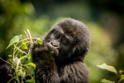 Close-up portrait of a monkey