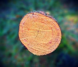 Close-up of wood