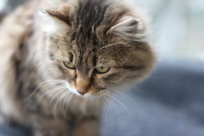 Close-up portrait of cat