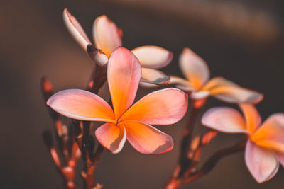 Close-up of frangipani on plant