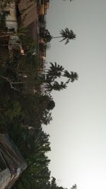 Trees and plants in city against clear sky