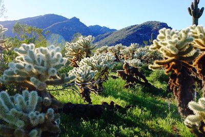 Close-up of cactus plants growing on mountain against sky